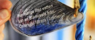 Fiktiv musselodling på Naturum