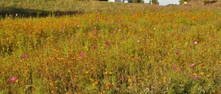 Hon föreslår blomsteräng