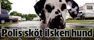 Polisen sköt ilsken hund - då skaffade ägaren en ny