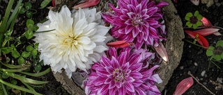 De har hundratals färger i sitt blomsterland