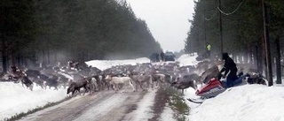 Planerad renbro blir dubbelt så dyr