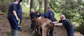 Herta räddades undan rotvältan