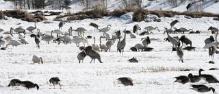 Svan och trana jägarnas nya mål