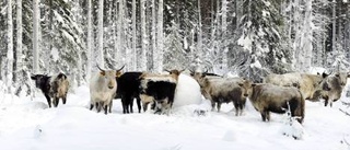 "För lite kunskap, för mycket byråkrati"