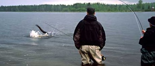 Gäddan som blev överkörd av en bil?