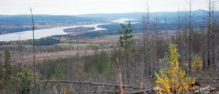 Besök i brända skogen