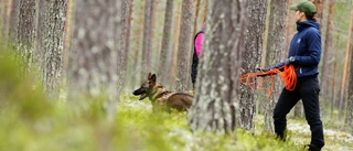 Energiska valpen Kåsa spårar i skogen