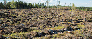 Skogsbruket: ”25 förlorade år för den biologiska mångfalden”