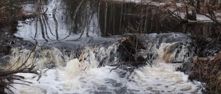 Läsarbilden: Naturens dammbyggare          