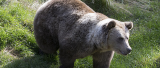 Jägare bötfälld i Hudiksvall – såg fel på älg och björn