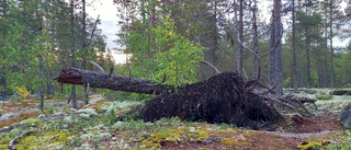 Läsarbilden: Rotvälta à la Boden 