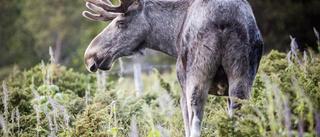 Skogsägare, så skapar ni mer viltfoder i skogen