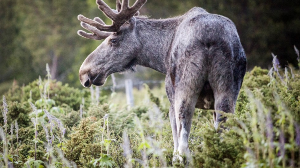 Enligt kommunjägare Bengt Olén verkar älgarna i Björnlunda ha gett sig av på vinterbete. 