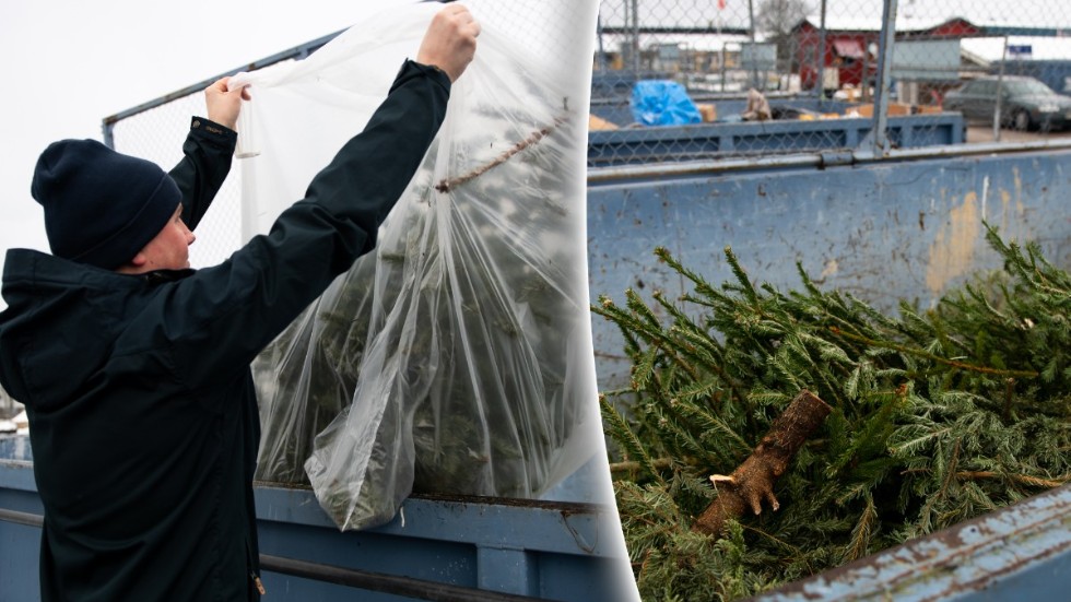 34 containrar fyllda med granar – så såg Uppsalabornas grankonsumtion ut i år. Jonas Klack är en av dem som slänger sin gran.