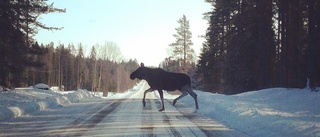 Personbil krockade med en älg i höjd med Nikkala