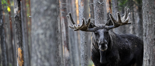 I de ensliga fjälldalarna finns älgarna med troféhorn