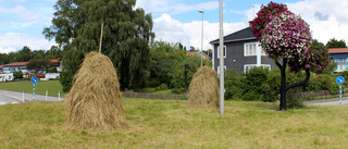 Rondellhund? - Nej, rondellskörd!