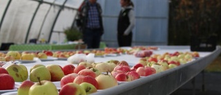 Äpplen i fokus på Agro park