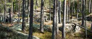 Nedslående för tjädern