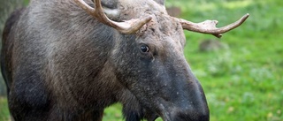 Älg sparkade kvinna i huvudet