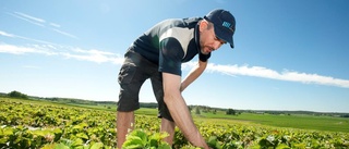 Brist på jordgubbar till midsommartårtan