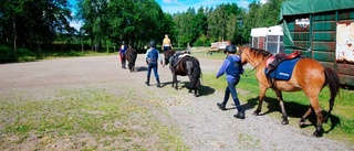 En vecka med mycket hästar