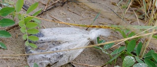 Sandängesstranden rensad från skräp