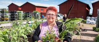 Mustigt tema på årets sommarblommor