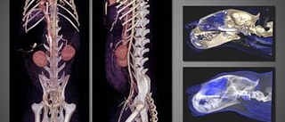 3D-bilder av kroppens inre forskning i världsklass