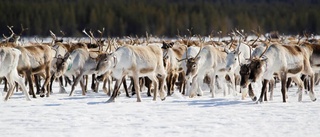 Renskötare rasar mot tågtester