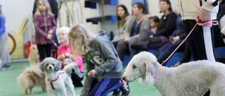 Hundskoj på lovet