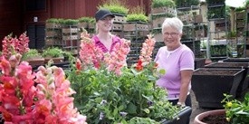 Färggrant i årets blomsterarrangemang