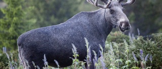 Bil och älg i krock på Arkösundsvägen: "Jägare eftersöker det skadade djuret"