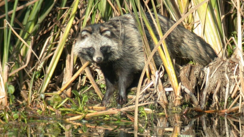 Mårdhundsprojektet i länet har varit mycket framgångsrikt, och Svenska Jägareförbundet har nu fått utökat uppdrag att eliminera flera invasiva arter. (Arkivbild)