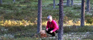 Svampbitna på jakt efter skogens guld