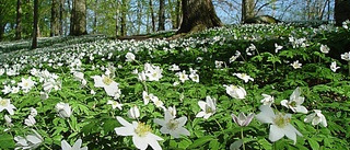 QUIZ: Vad kan du om vårens blommor?