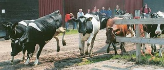 Kossorna ut på grönbete