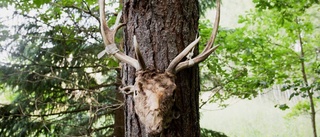 Makabert fynd i naturreservat