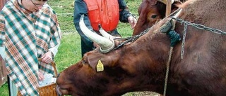 Världens blickar på Skansen