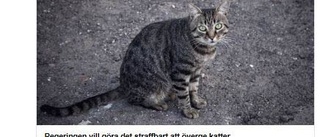 Nya kattskyddet en revansch för Wiechel