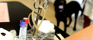 Veterinärstation måste åtgärda brister