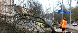 Nu faller träden på Storgatan