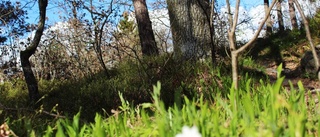 Här vill de ha ett naturreservat nära stan