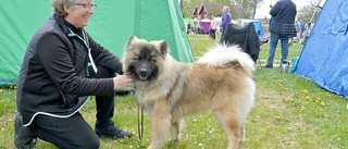 Fluffiga hundar voffade åt varandra