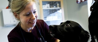 Motalaveterinär fick nyföretagarpris