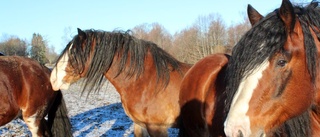 En kärleksfull skildring av en gigant