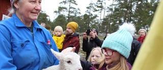 Vårkänslor och skutt för pigga lamm