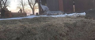 Trana övervintrade i Gamleby