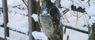 Skaparglädje på vedbacken