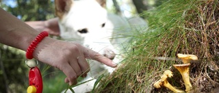 Så lär du hunden hitta svamp